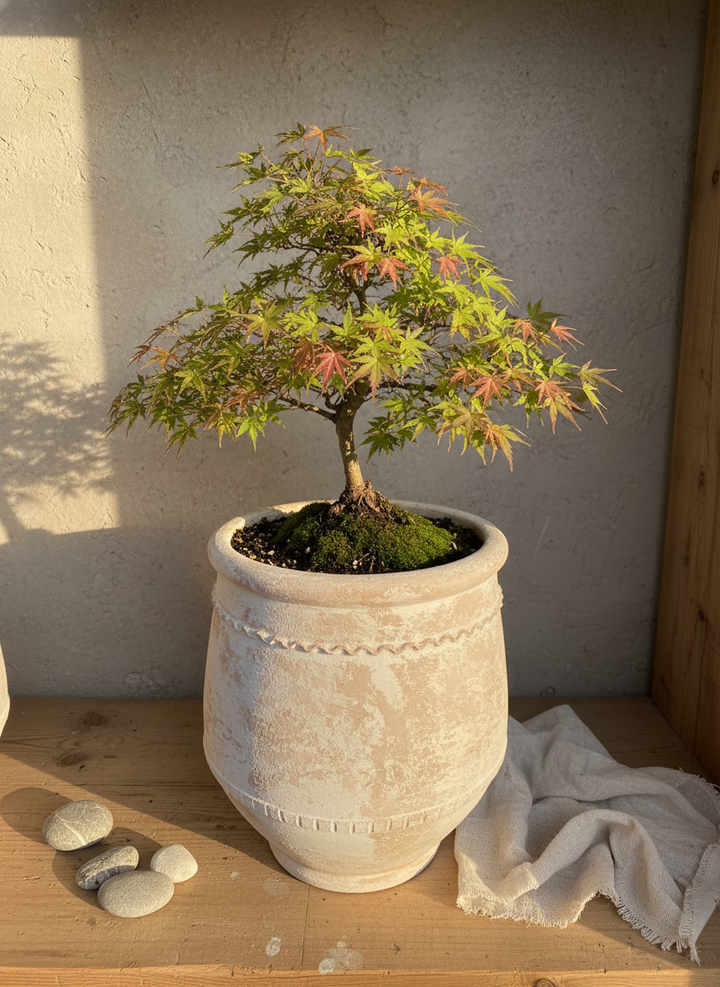 Vaso terracota artesanal Alba F feito à mão Portugal. Decoração Wabi-sabi, minimalista, rústico, farmhouse e moderno. Decoração e design de interiores; design biofílico; decoração sustentável.