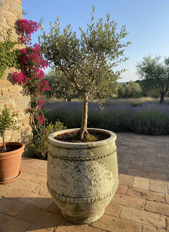 Vaso terracota artesanal Alba C feito à mão Portugal, decoração farmhouse, Japandi, minimalista, mediterrânica, cottagecore e moderno. Decoração e design de interiores; decoração e design biofílico;
